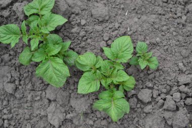 Tarla, çiftlik, köy, ekilmiş bitkiler. Lezzetli. Patates. Solanum tüberozum. Colorado böcekleri, Leptinotarsa decemlineata