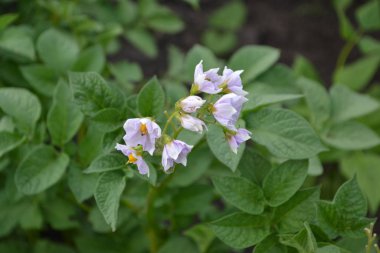 Tarla, çiftlik. Patates. Solanum tüberozum. Colorado böcekleri, Leptinotarsa decemlineata. Beyaz çiçekler patates.
