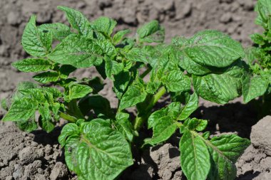 Saha. Çok doğal. Patates. Solanum tüberozum. Colorado böcekleri, Leptinotarsa decemlineata