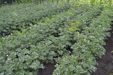 Patates. Tarla, çiftlik. Solanum tüberozum. Colorado böcekleri, Leptinotarsa decemlineata. Beyaz çiçekler patates.