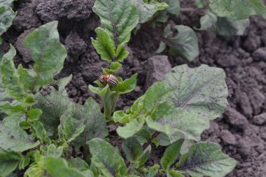 Patates. Uzun ömürlü bitkilerin türü. Solanum tüberozum. Colorado böcekleri, Leptinotarsa decemlineata