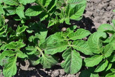 Solanum tüberozum. Colorado böcekleri, Leptinotarsa decemlineata. Tarla, çiftlik, köy, ekilmiş bitkiler. Doğal ev yapımı ürünler. Patates. Daimi