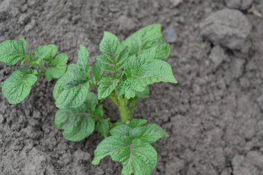 Solanum tüberozum. Colorado böcekleri, Leptinotarsa decemlineata. Tarla, çiftlik, köy, ekilmiş bitkiler. Patates. Uzun ömürlü tüberküloz bitki türü. Beyaz çiçekler patates.