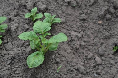 Solanum tüberozum. Colorado böcekleri, Leptinotarsa decemlineata. Tarla, çiftlik, köy, ekili. Patates. Uzun ömürlü tüberküloz bitki türü. Beyaz çiçekler patates.