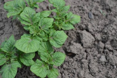 Solanum tüberozum. Colorado böcekleri, Leptinotarsa decemlineata. Tarla, çiftlik, köy. Patates. Uzun ömürlü tüberküloz bitki türü. Beyaz çiçekler patates.
