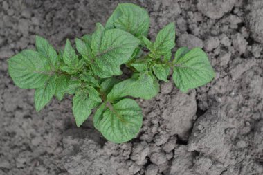 Solanum tüberozum. Colorado böcekleri, Leptinotarsa decemlineata. Patates. Uzun ömürlü tüberküloz bitki türü. Beyaz çiçekler patates.