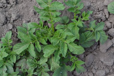 Solanum tüberozum. Tarla, çiftlik, köy, ekilmiş bitkiler. Colorado böcekleri, Leptinotarsa decemlineata