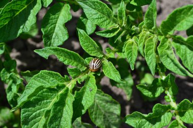Lezzetli ve sağlıklı. Patates. Tarla, çiftlik, köy, ekilmiş bitkiler. Uzun ömürlü bitkilerin türü. Solanum tüberozum. Colorado böcekleri, Leptinotarsa decemlineata