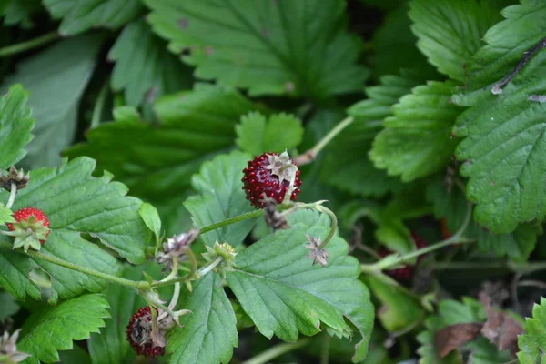 自宅の庭 有用な緑の植物 おいしさと健康 イチゴだフラグラリア ベスカイチゴの茂み 赤いジューシーな果実香り高い果実 ベリーストロベリー — ストック写真