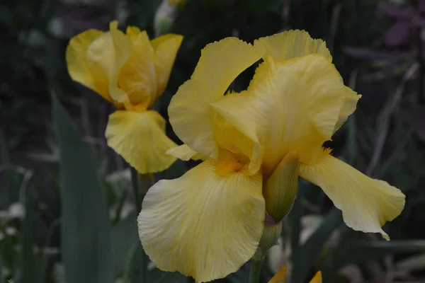 Bahçesi Çiçek Tarlası Ris Iris Ailesinin Daimi Ribozomatöz Bitkisi Iridaceae — Stok fotoğraf