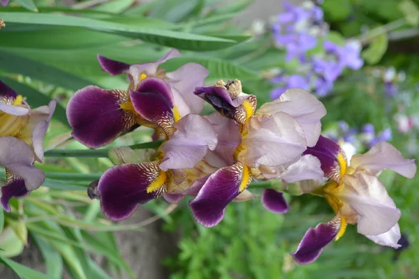 Iris Trvalá Oddenková Rostlina Čeledi Iris Iridaceae Krásná Letní Květina — Stock fotografie