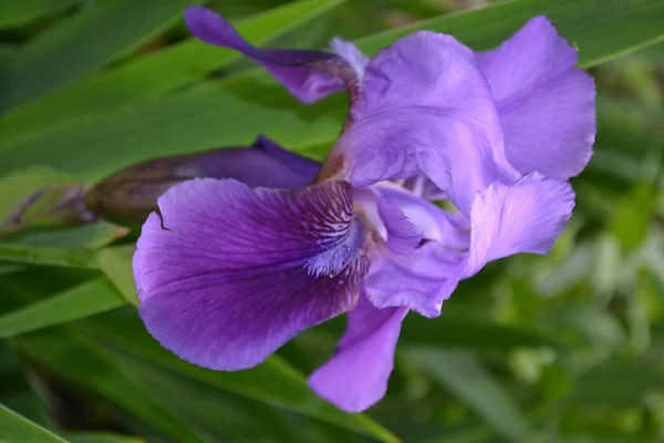 Iris Trvalá Oddenková Rostlina Čeledi Iris Iridaceae Domácí Zahrada Postel — Stock fotografie
