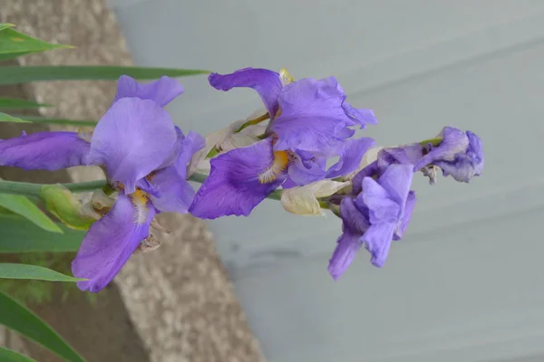 Met Iris Vaste Plant Van Iris Familie Iridaceae Tuin Bloembed — Stockfoto