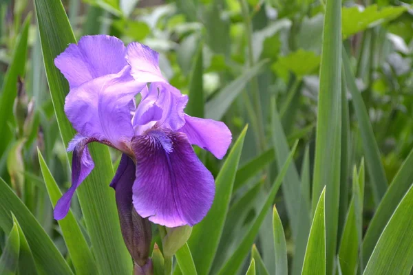 Luxurious purple flower. Home garden, flower bed. Iris. Perennial rhizomatous plant of the Iris family (Iridaceae). Beautiful summer flower. Sunny summer day. Green leaves