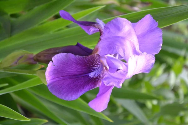 Iris Planta Rizomatosa Perenne Familia Iris Iridaceae Jardín Macizo Flores —  Fotos de Stock