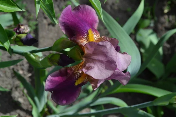Tuin Bloembed Luxe Paarse Bloem Met Iris Vaste Plant Van — Stockfoto