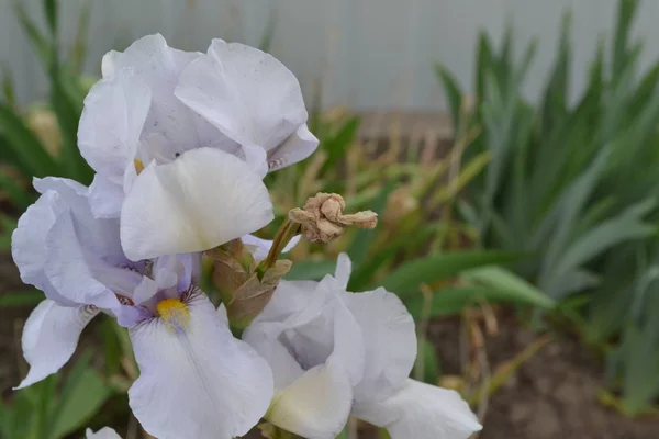 Krásná Květina Iris Trvalá Oddenková Rostlina Čeledi Iris Iridaceae Luxusní — Stock fotografie