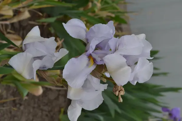 Mooie Zomerbloem Met Iris Vaste Plant Van Iris Familie Iridaceae — Stockfoto