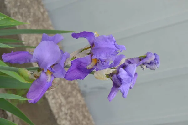 Nádhera Iris Trvalá Oddenková Rostlina Čeledi Iris Iridaceae Fialové Květy — Stock fotografie