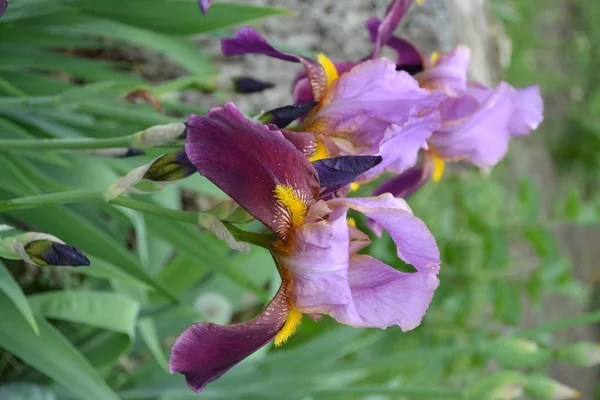 Jardin Intérieur Lit Iris Plante Rhizomateuse Vivace Famille Des Iris — Photo