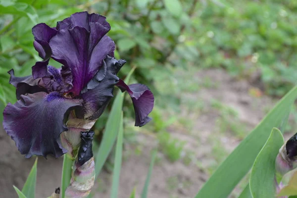 Home garden, flower bed. Iris. Perennial rhizomatous plant of the Iris family (Iridaceae). Beautiful flower. Luxurious purple flower