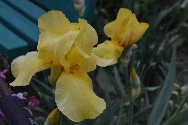 自宅の庭 アイリス アヤメ科アヤメ属 イリス科 の根生葉植物です 美しい花だ豪華な黄色の花 — ストック写真