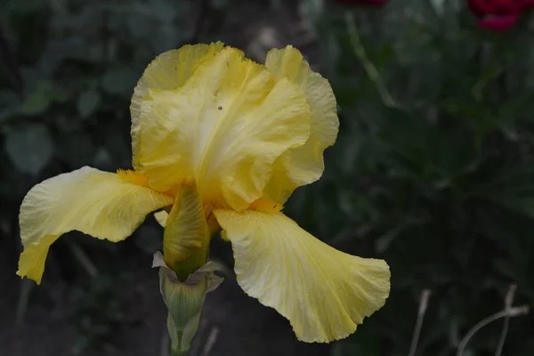 Home garden, flower bed. Iris. Perennial rhizomatous plant of the Iris family (Iridaceae). Beautiful summer flower. Luxurious yellow flower