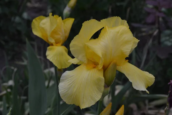 Casa Jardim Canteiro Flores Íris Planta Rizomatosa Perene Família Iris — Fotografia de Stock