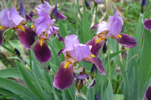 Jardin Intérieur Lit Fleurs Iris Plante Rhizomateuse Vivace Famille Des — Photo