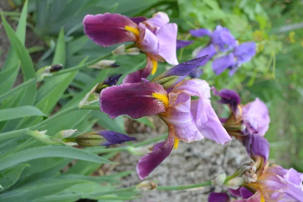 Tuin Bloembed Met Iris Vaste Plant Van Iris Familie Iridaceae — Stockfoto