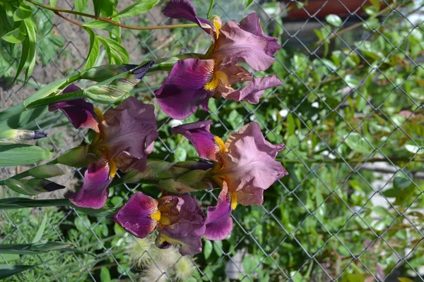 Jardin Intérieur Lit Fleurs Luxueuse Fleur Violette Iris Plante Rhizomateuse — Photo