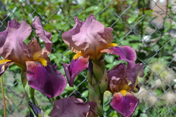 Home garden, flower bed. Luxurious purple flower. Iris. Perennial rhizomatous plant of the Iris family (Iridaceae). Beautiful summer flower. Sunny summer day. Green