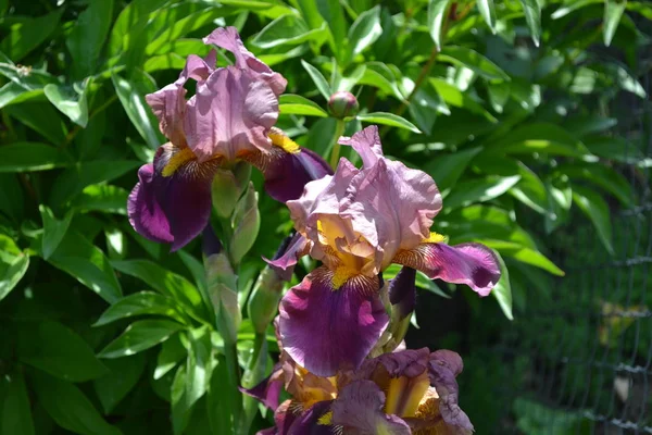 Home garden, flower bed. Luxurious purple flower. Iris. Perennial rhizomatous plant of the Iris family (Iridaceae). Beautiful summer flower