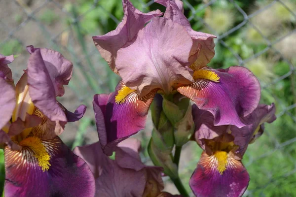 Home garden, flower bed. Luxurious purple flower. Iris. Perennial rhizomatous plant of the Iris family (Iridaceae)