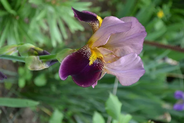 Met Iris Vaste Plant Van Iris Familie Iridaceae Tuin Bloembed — Stockfoto