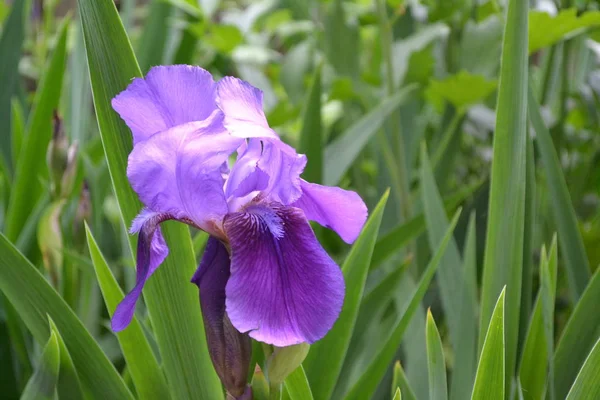 Luxurious purple flower. Home garden, flower bed. Iris. Perennial rhizomatous plant of the Iris family (Iridaceae). Beautiful summer flower. Sunny summer day. Green