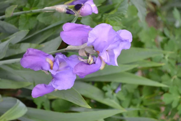 Lujosa Flor Púrpura Jardín Macizo Flores Iris Planta Rizomatosa Perenne —  Fotos de Stock