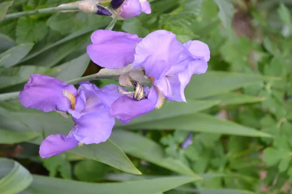 Luxurious purple flower. Home garden, flower bed. Iris. Perennial rhizomatous plant of the Iris family (Iridaceae). Beautiful summer flower