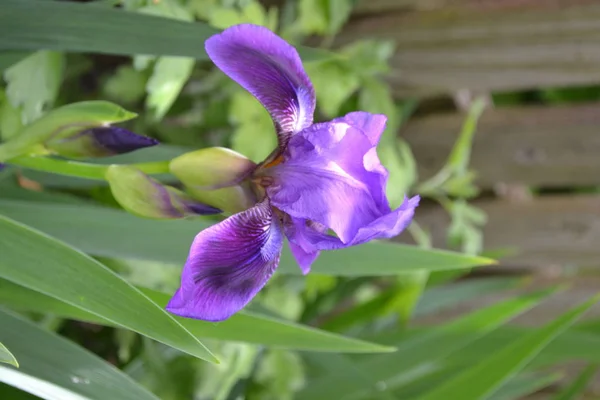 Lüks Mor Çiçek Ris Iris Ailesinin Daimi Rhizomatöz Bitkisi Iridaceae — Stok fotoğraf