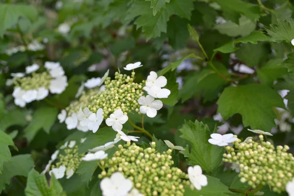 Viburnum Fás Virágzó Növények Egy Nemzetsége Hasznos Faültetvény Otthon Gyógygyümölcs — Stock Fotó