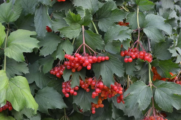 自宅の庭 Viburnum ウッドの開花植物の属 有用な木の植物 医学的果物伝統医学赤い果実紅茶 シロップ ジャム緑の枝 — ストック写真
