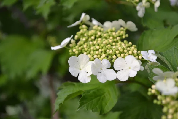 Viburnum Fás Virágzó Növények Egy Nemzetsége Hasznos Faültetvény Házikert Virágágy — Stock Fotó