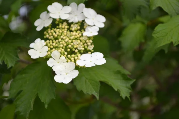 Viburnum Ett Släkte Vedartade Blommande Växter Adoxaceae Användbar Trädplanta Medicinska — Stockfoto