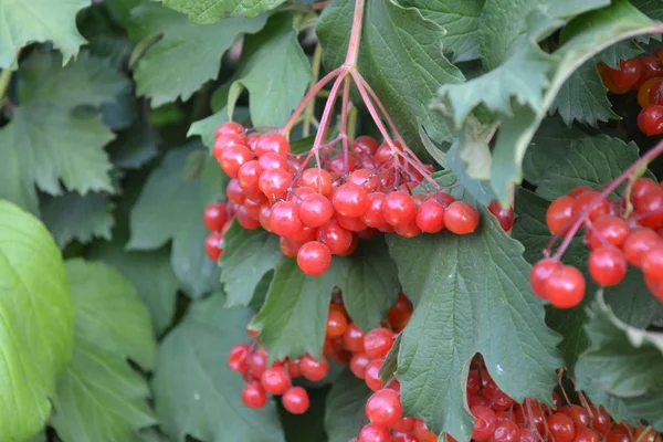 自宅の庭 ベッド Viburnum ウッドの開花植物の属 赤い果実 — ストック写真