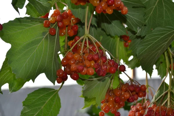 自宅の庭 Viburnum ウッドの開花植物の属 赤い果実 — ストック写真