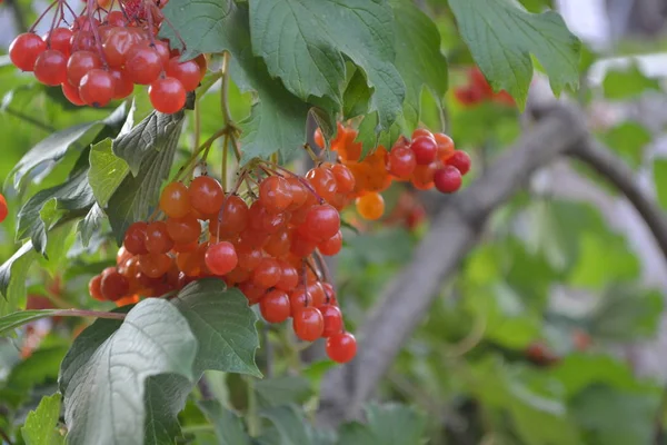 自宅の庭 Viburnum ウッドの開花植物の属 役に立つ植物赤い果実 — ストック写真