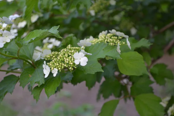 Házikert Virágágy Viburnum Fás Virágzó Növények Egy Nemzetsége Hasznos Növény — Stock Fotó