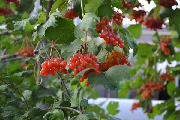 Giardino Casa Aiuola Viburnum Genere Piante Fiore Legnose Adoxaceae Pianta — Foto Stock