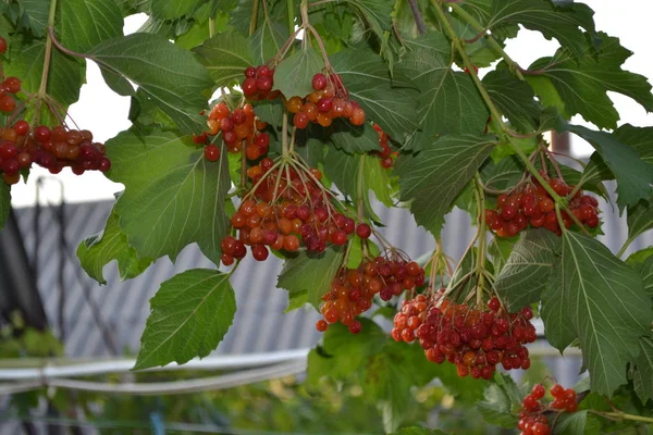 Hausgarten Blumenbeet Viburnum Eine Gattung Holziger Blütengewächse Nützliche Baumpflanzung Rote — Stockfoto