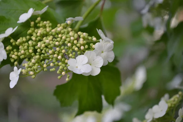 Домашній Сад Квіткове Ліжко Viburnum Рід Дерев Янистих Квіткових Рослин — стокове фото